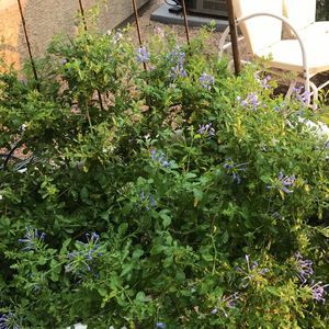 Meet your Posher, Patsy